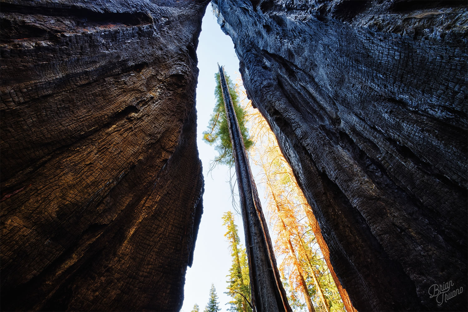 tree in view, photography by Brian Truono