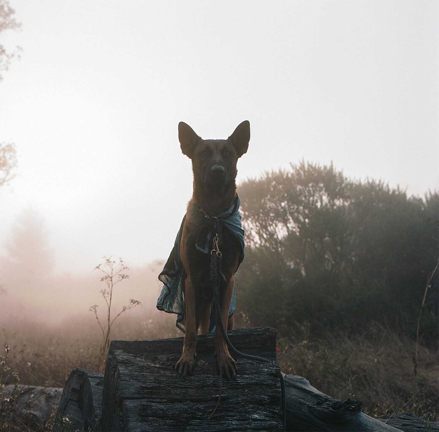 superman dog, photography by Tanja Baker