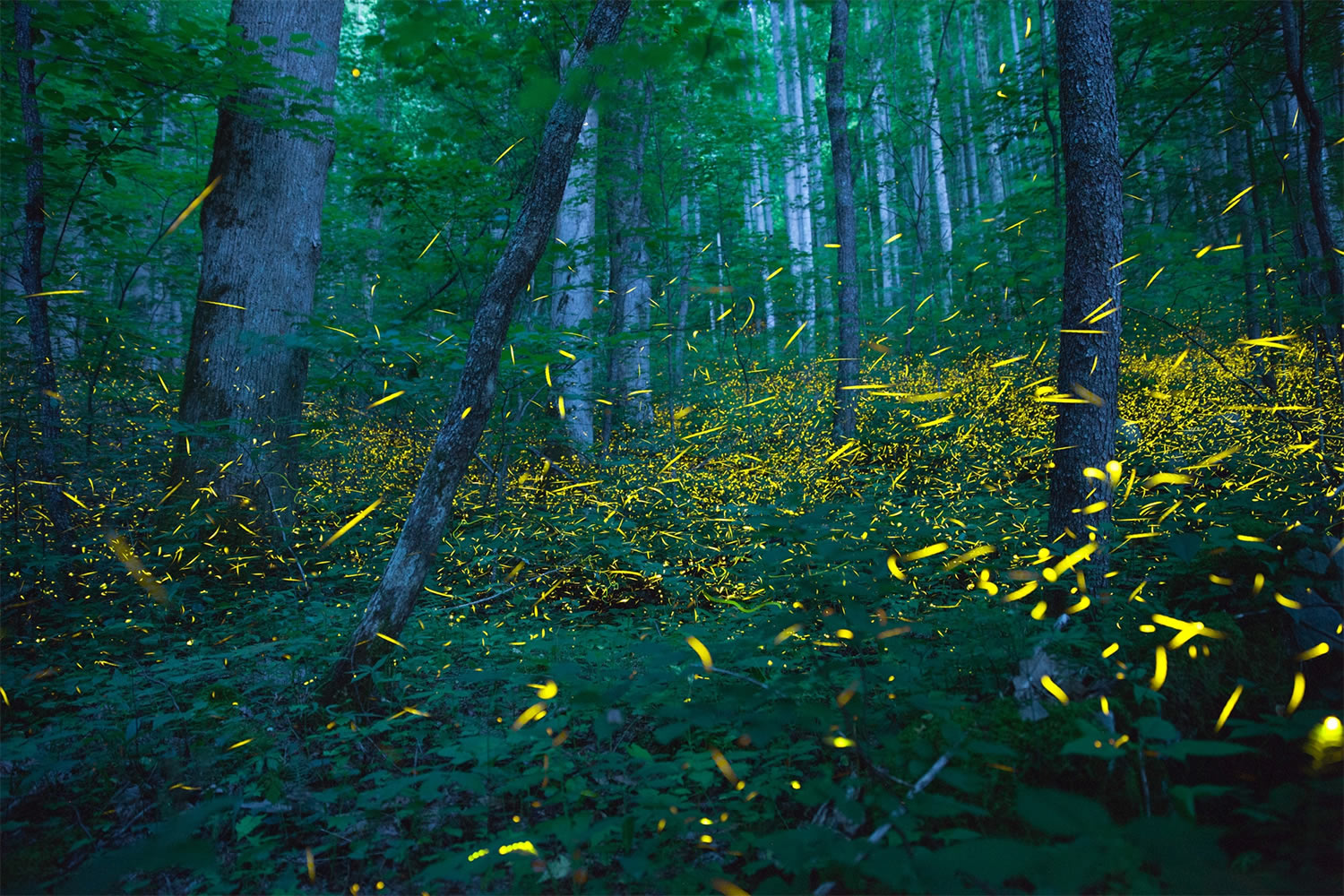 Fireflies in the Smokies, photo by jack hynes