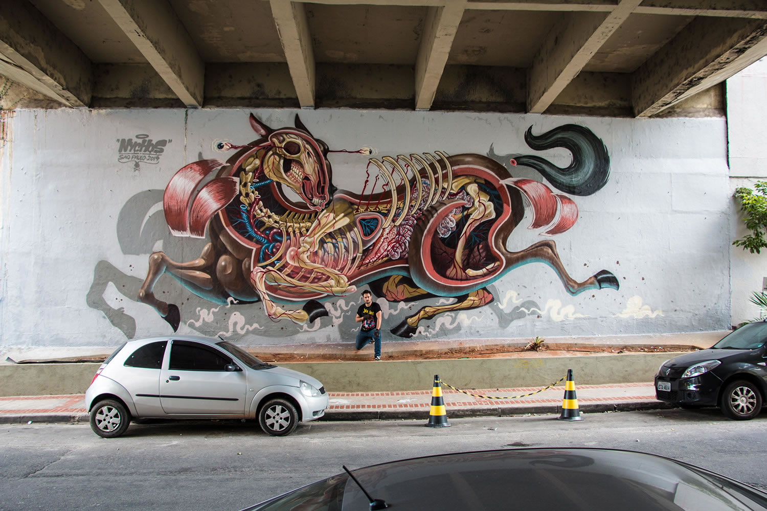 horse skeleton, mural