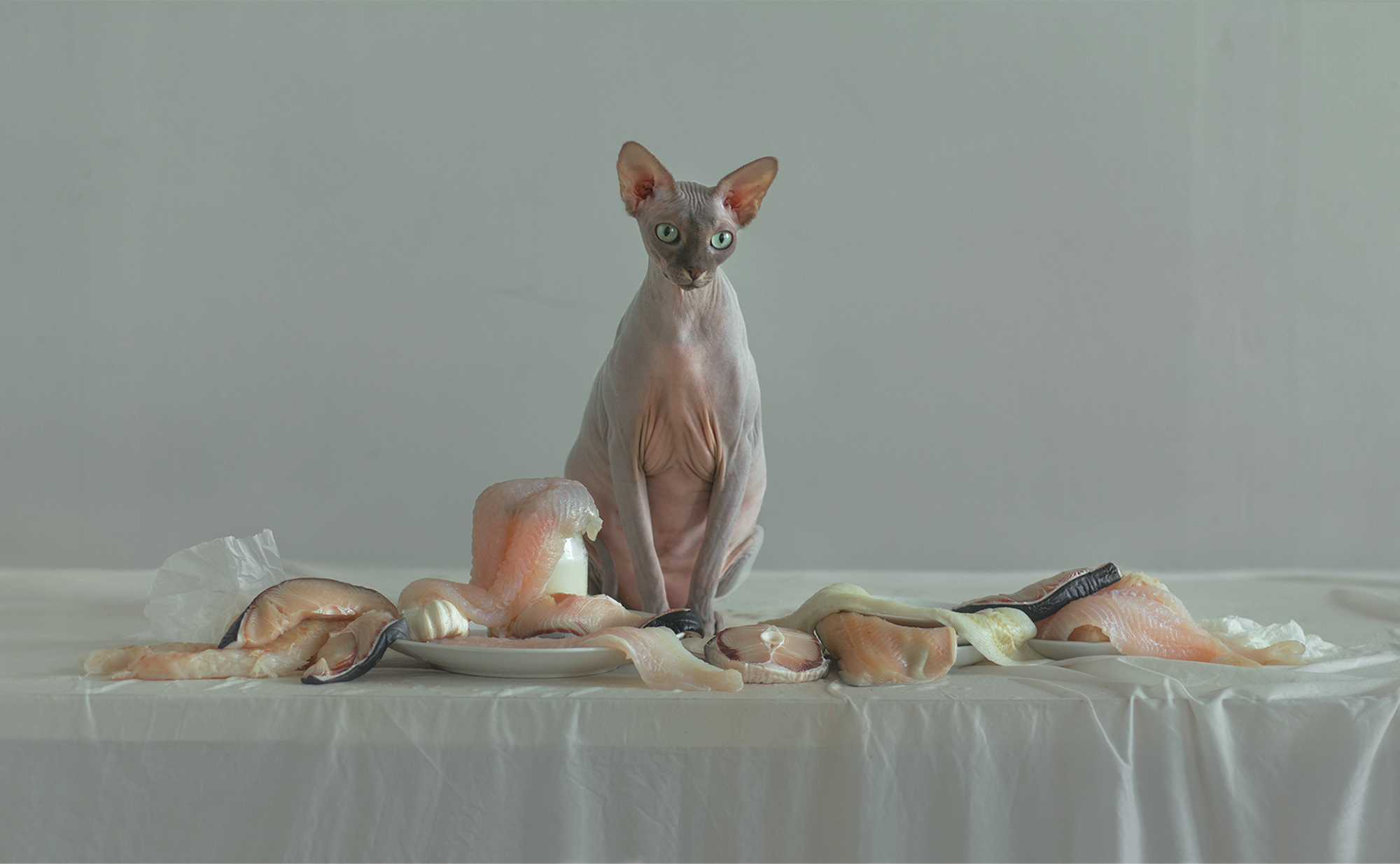 Evelyn Bencicova, An Organic (Still Life) - hairless cat and raw meat