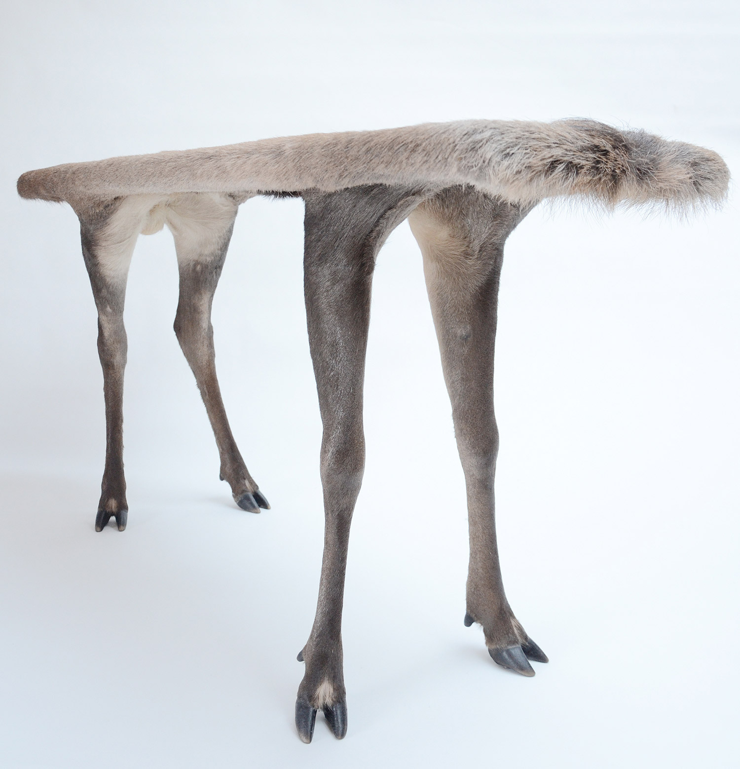 Armin Blasbichler - ORSON II, deer taxidermy table, front view