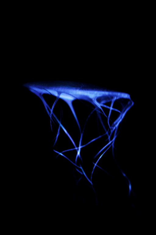 jellyfish gif art by spyrogif