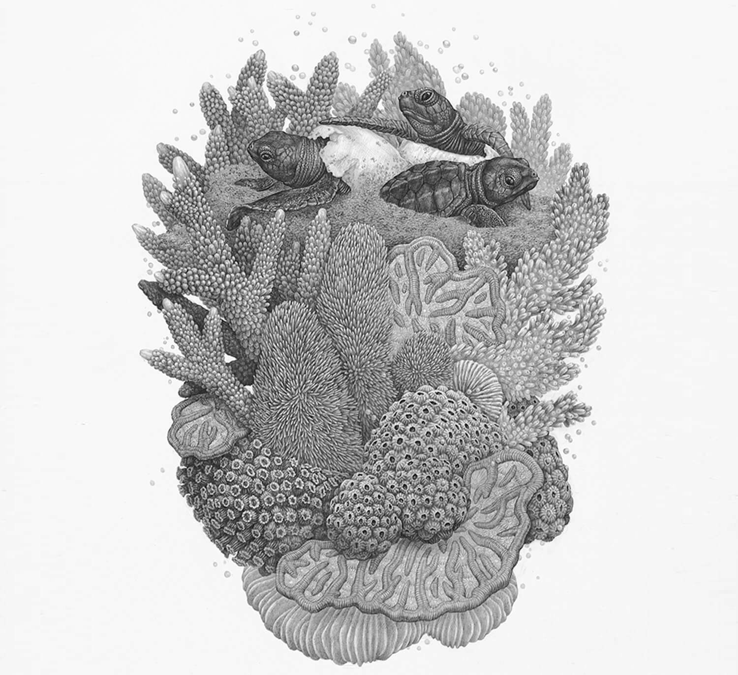 Drawing of turtles and coral