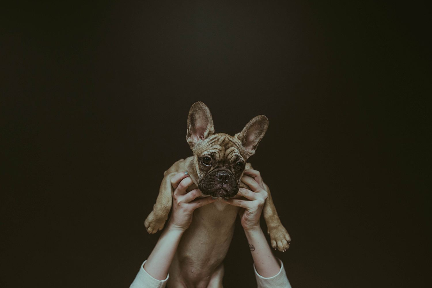 french bulldog, free photos