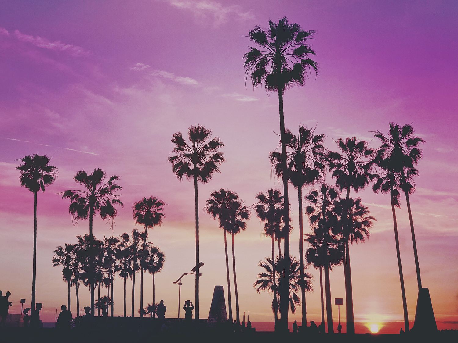 palm trees, purple sky,