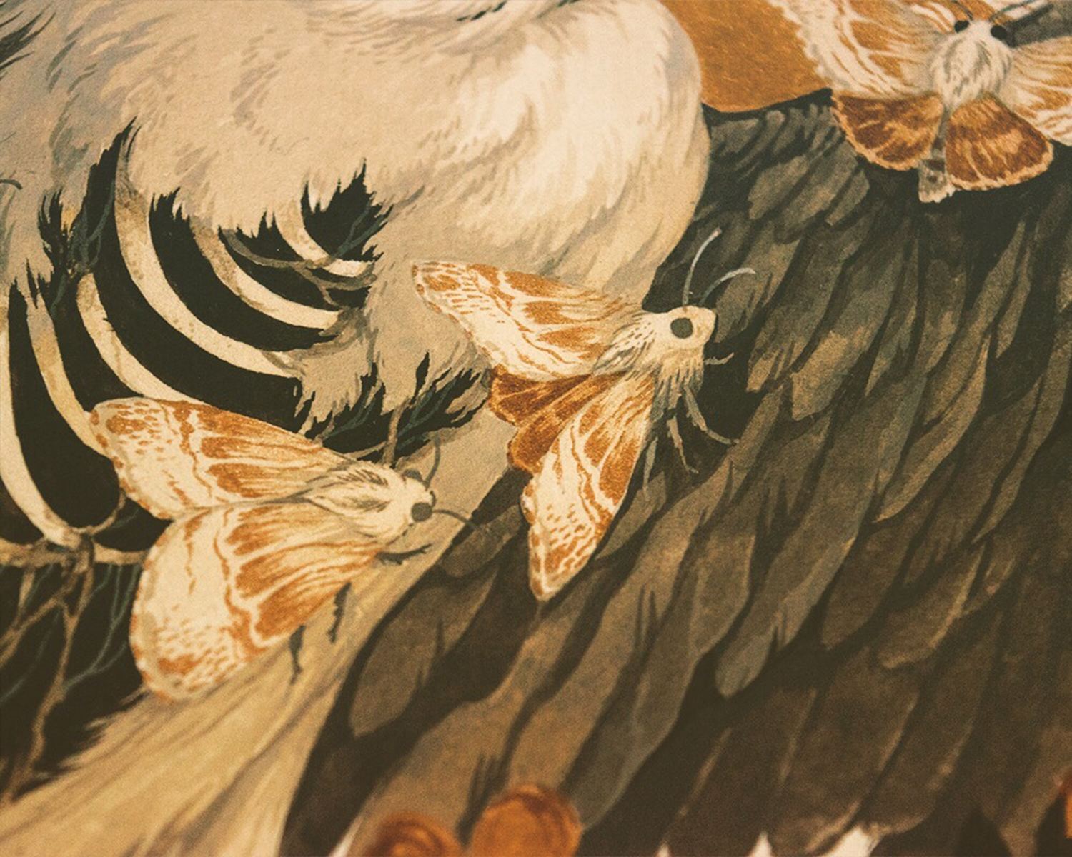 close up of bird illustration, moths