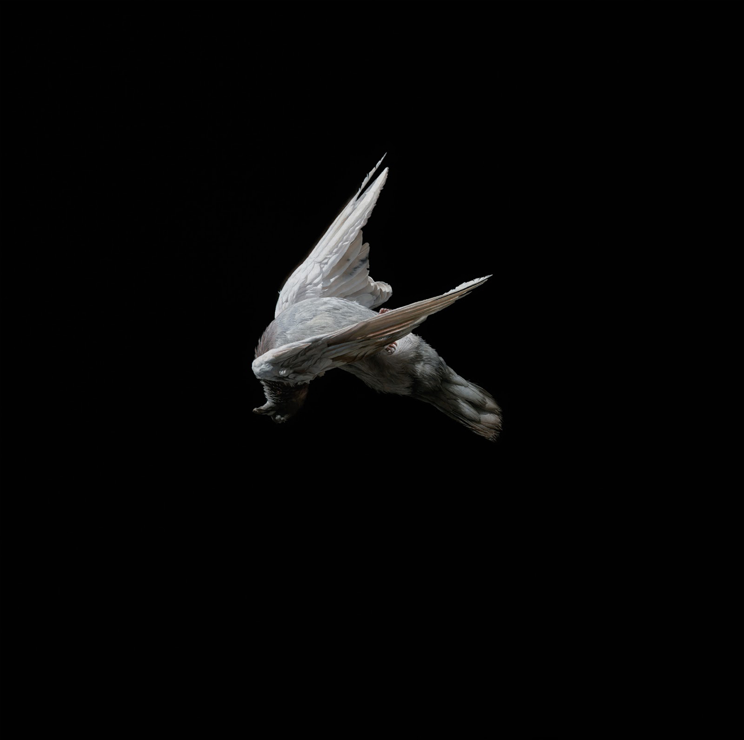 Jeremy Geddes - bird