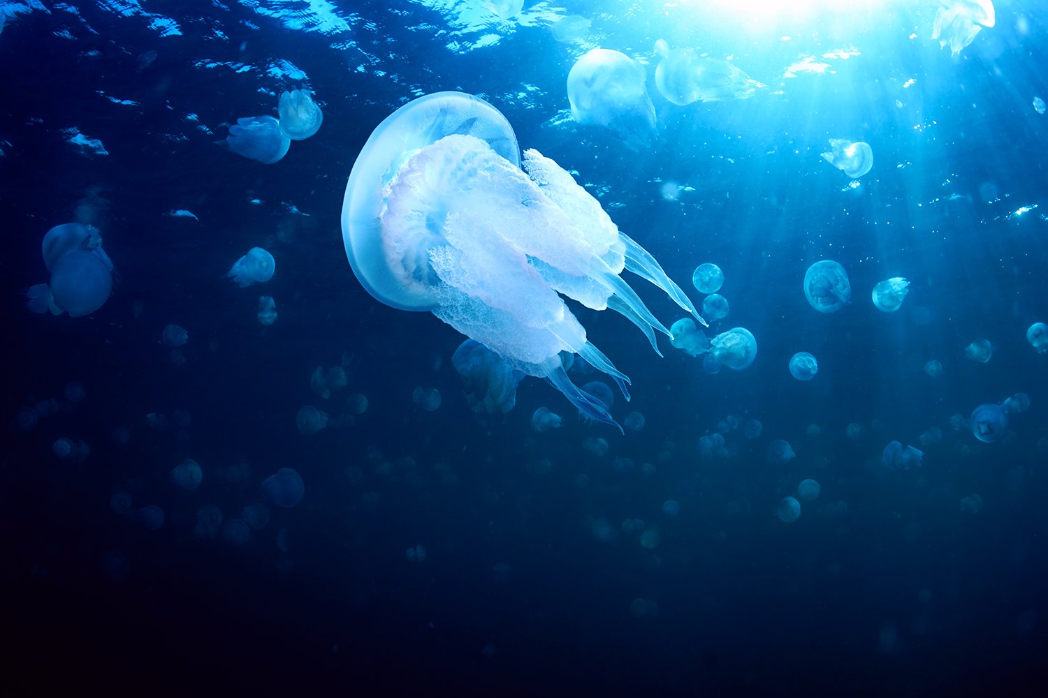 Jellyfish by dibrova