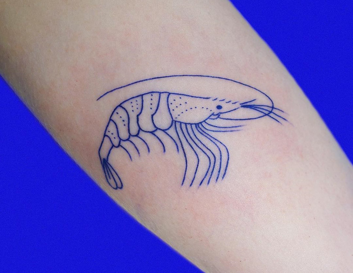 shimp, blue ink tattoo