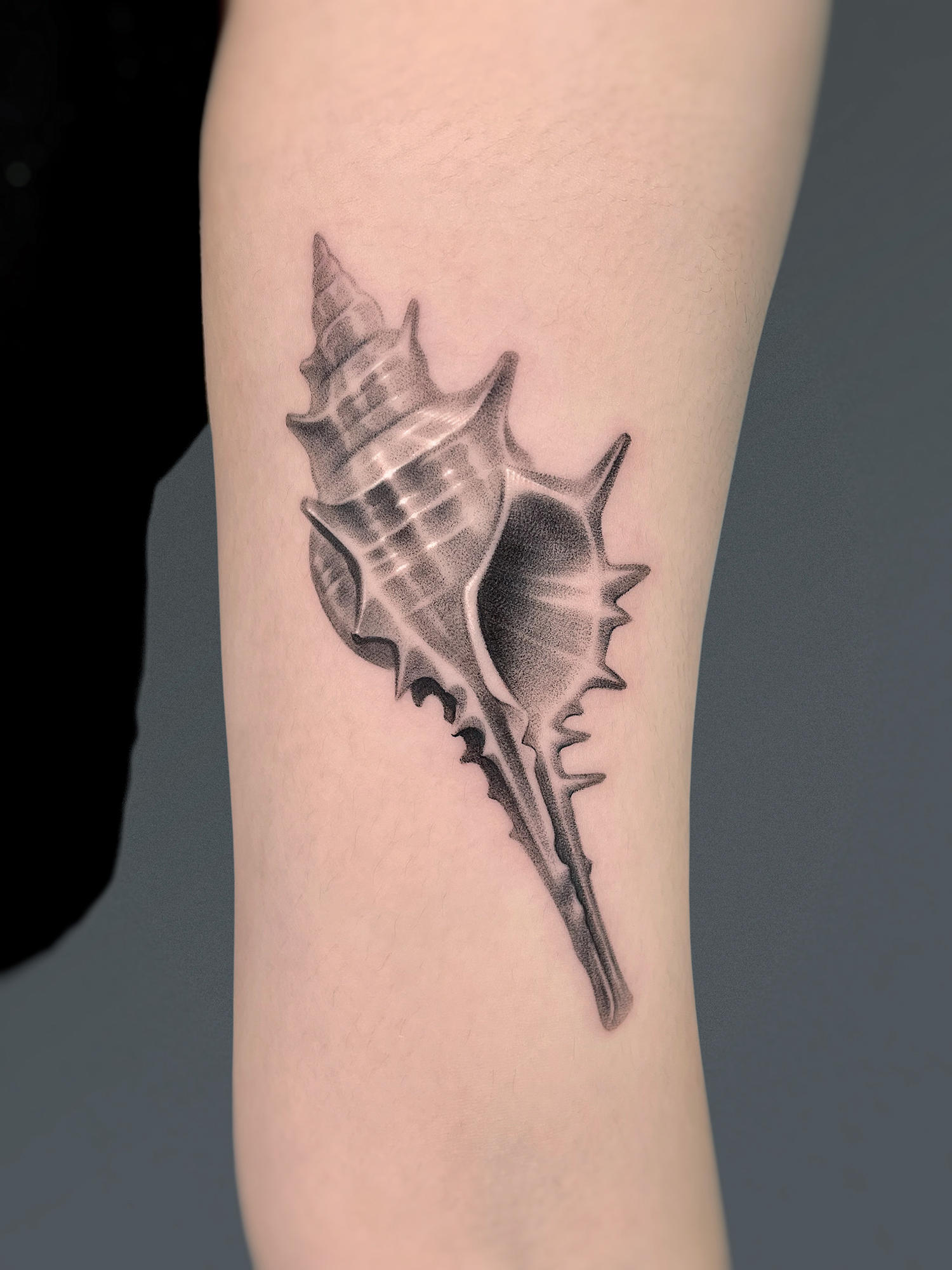The intricate dotwork on this spiked conch shell is flawless -- tattoo