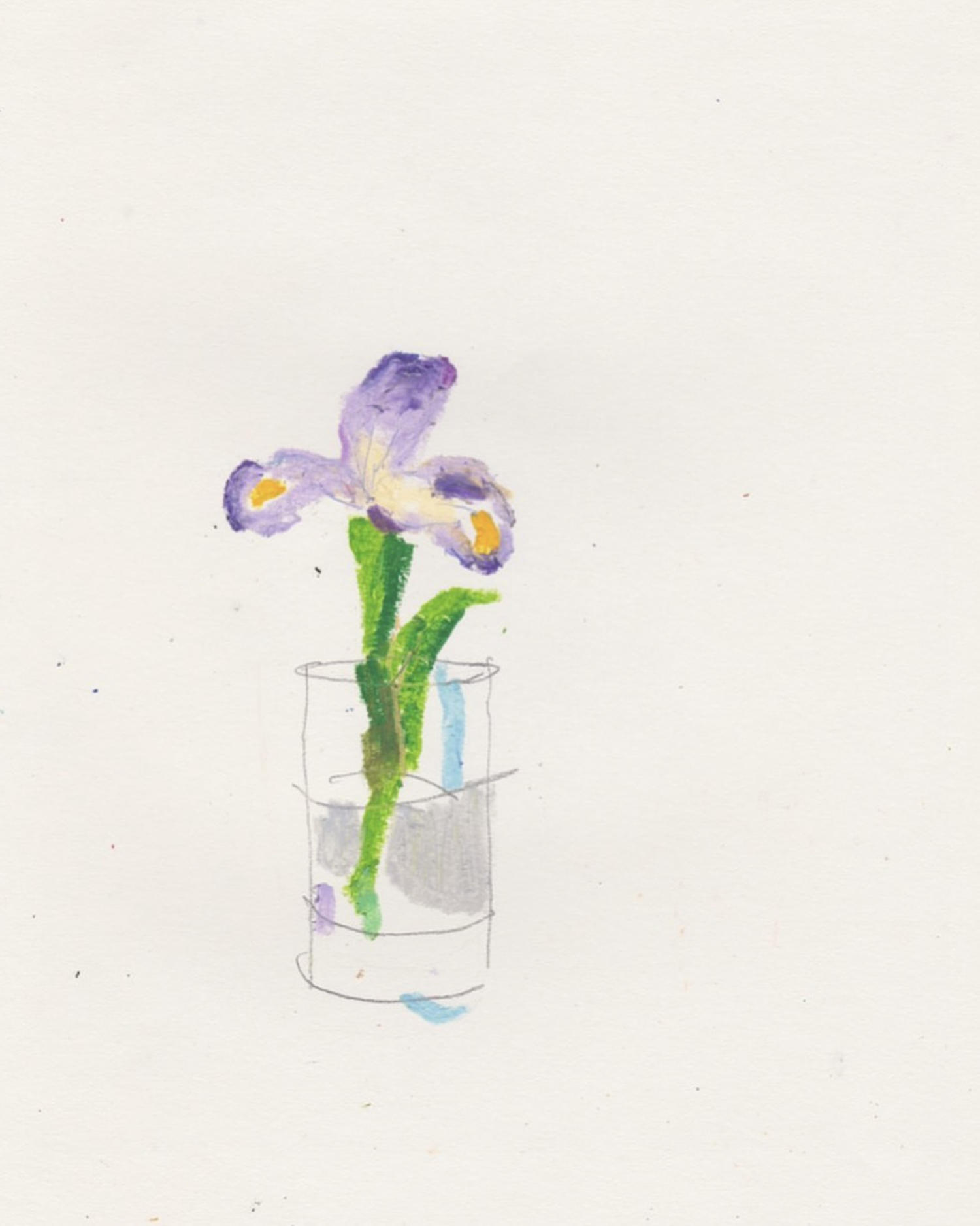 iris flower in cup, drawing