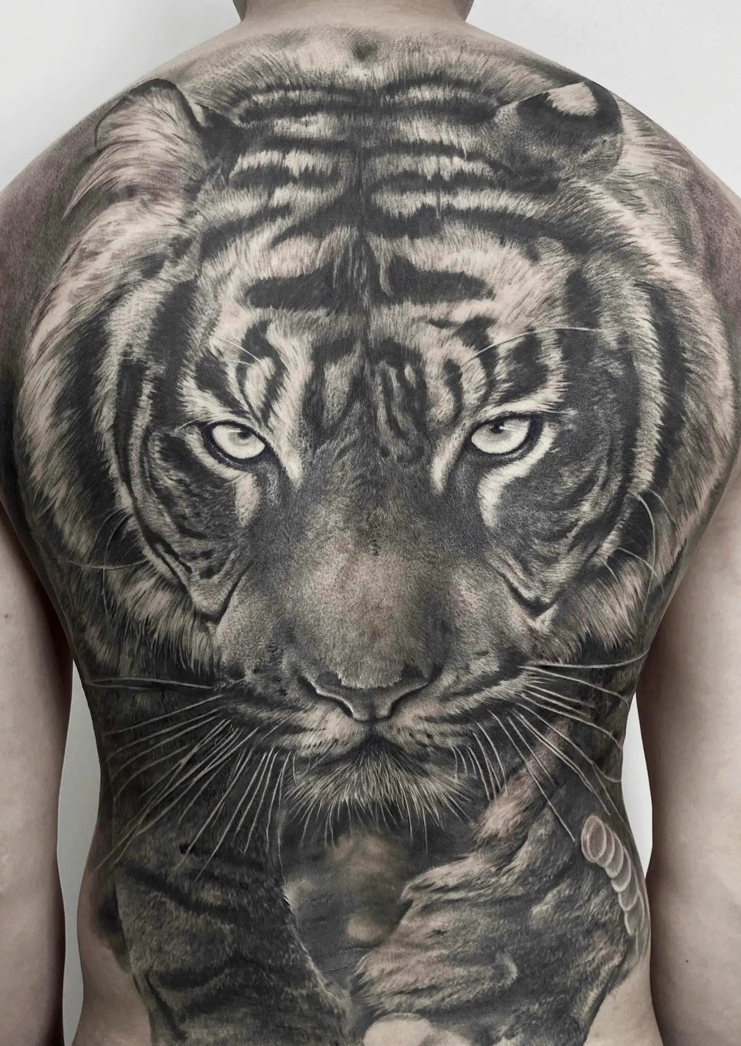 tiger tattoo on full back in black and gray by BK