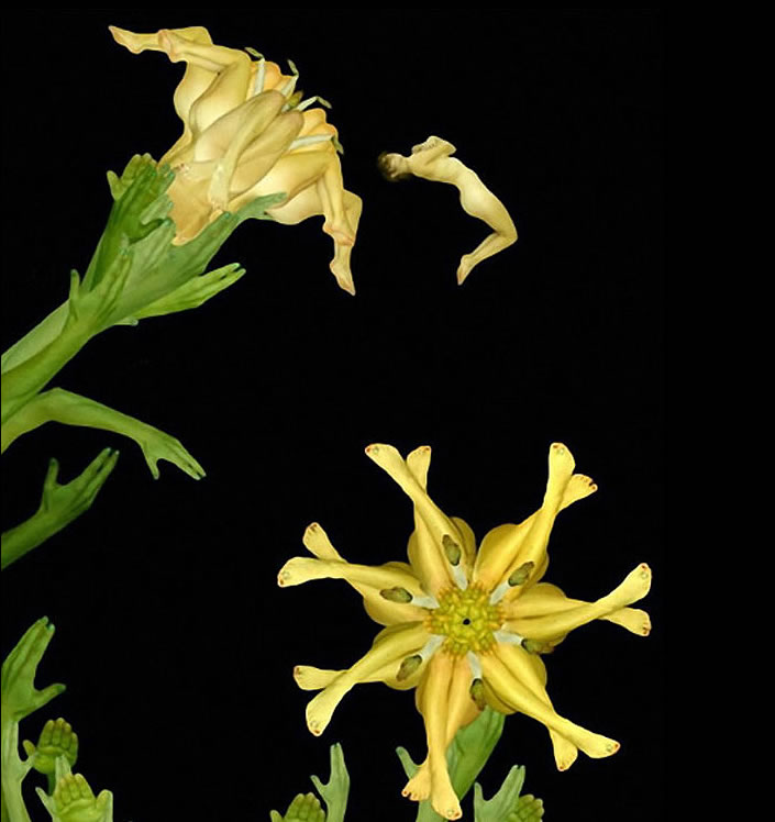 human_flowers_03 human_flowers_03
