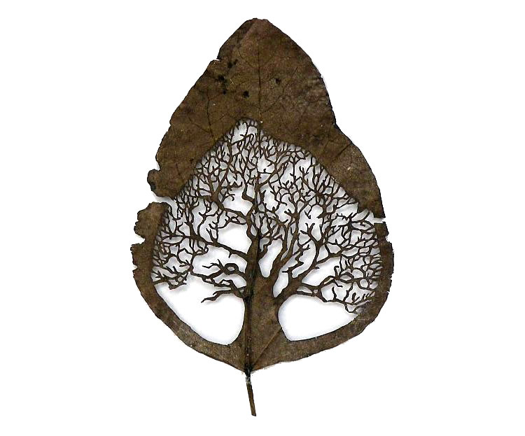 leafartcut_03 leafartcut_03